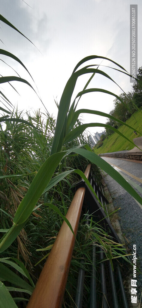 河岸蘆葦步道