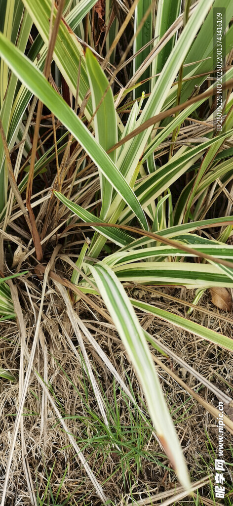 翠綠繁茂的草本植物特寫