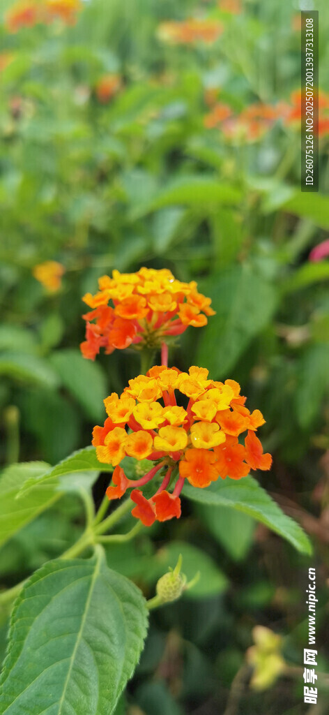 橙色小花綻放綠葉間