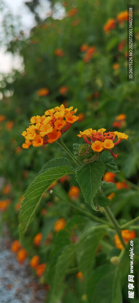 橙色小花綻放綠葉間