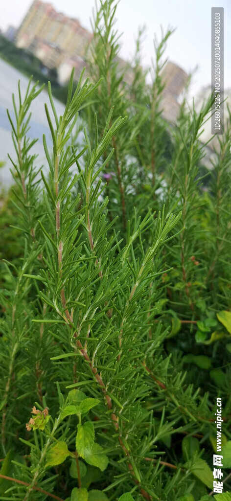 翠綠松針植物特寫(xiě)