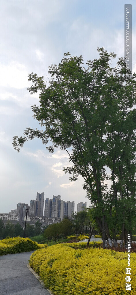 城市路邊的花草樹木景觀