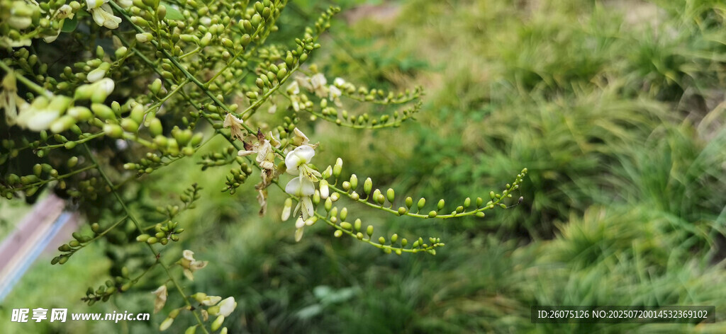 綠意盎然的植物白色小花景觀