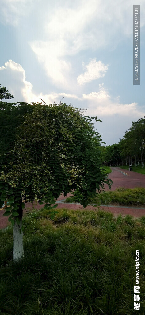 田園風(fēng)光中的綠樹與花田