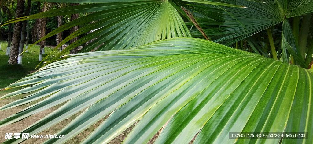 翠綠寬大的熱帶棕櫚葉片