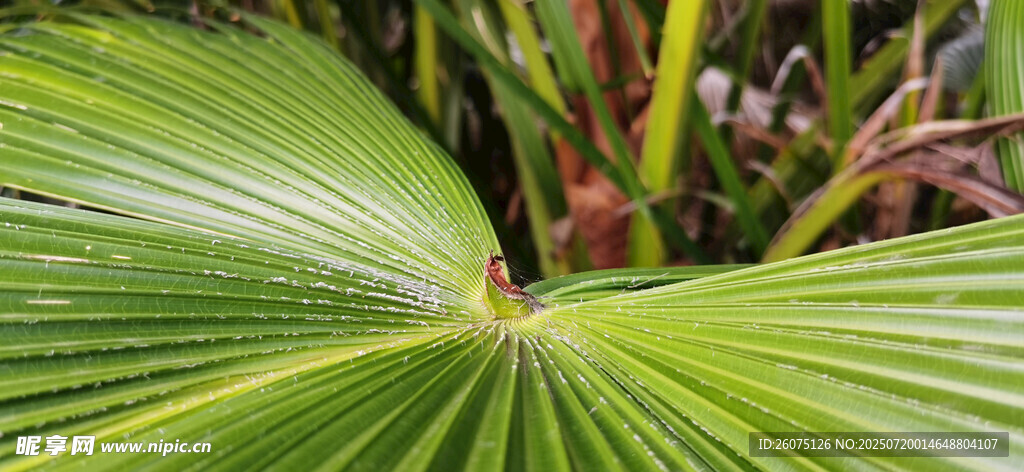 寬大翠綠的扇形植物葉片