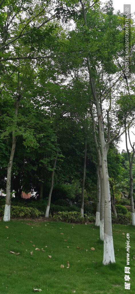 綠意盎然的樹林景觀