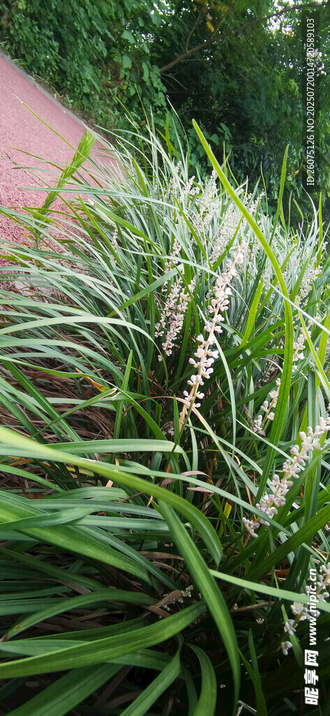 翠綠麥冬草