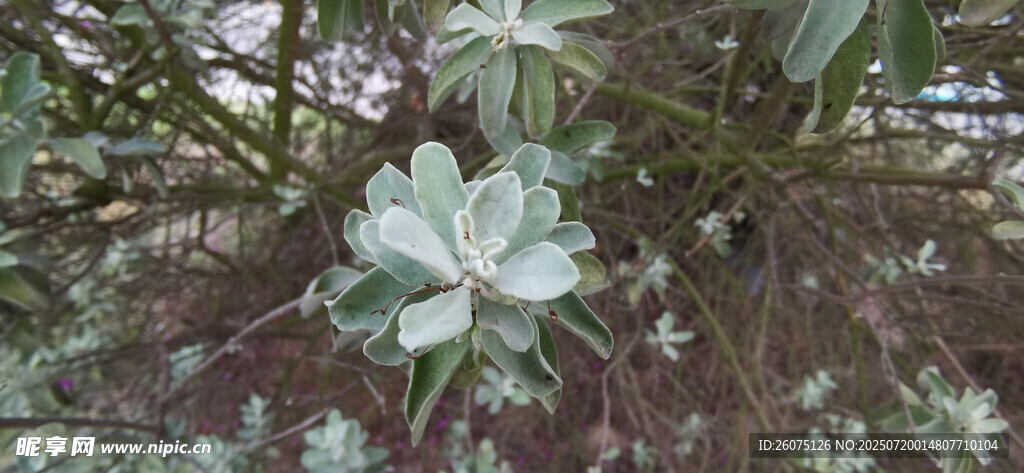 林間綻放的素雅花朵