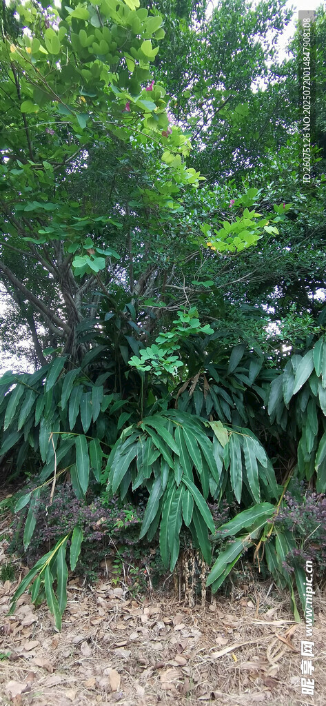 茂密綠植景觀