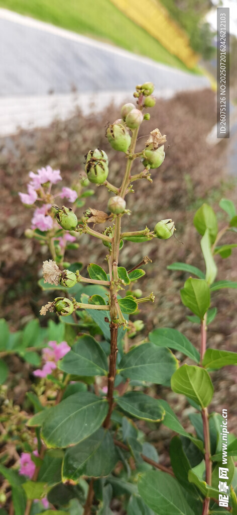 綠葉間綻放的紫色紫花與果實