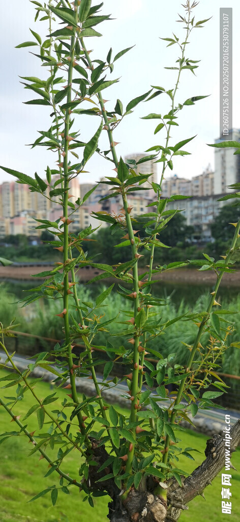 城市中的綠色田園風(fēng)光