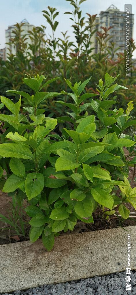 城市中茂盛的梔子花樹苗