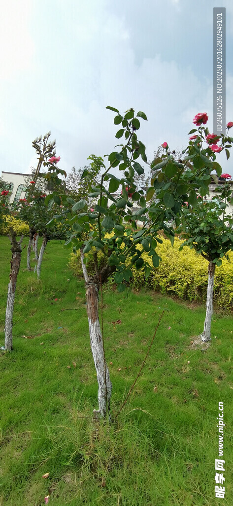 公園月季樹與草地