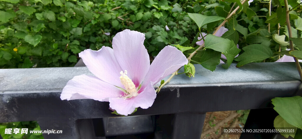 嬌艷粉色木槿花倚于黑色欄桿