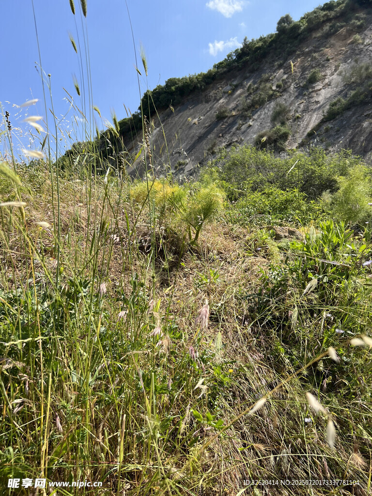 山間繁茂植被景觀