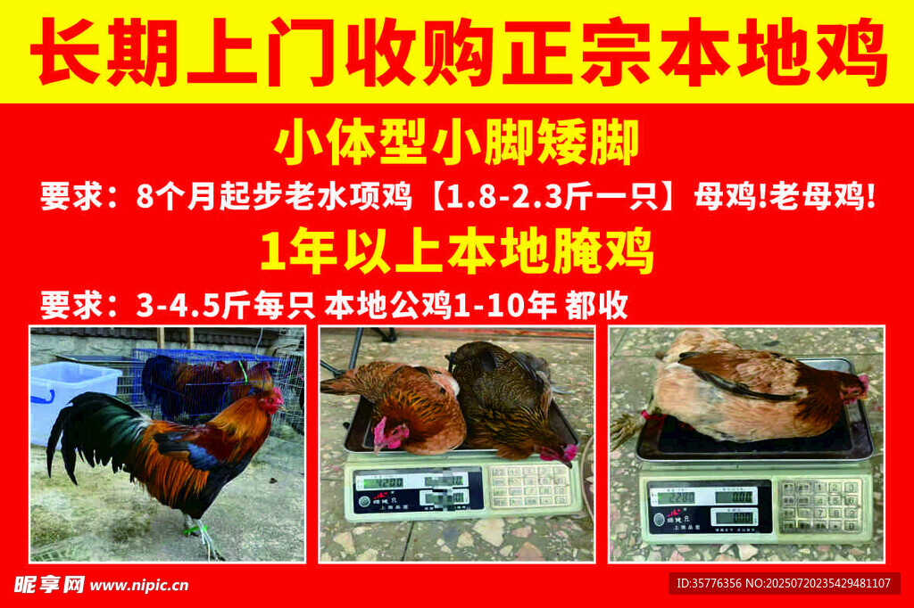 長期上門收購正宗本地雞