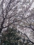 枝頭繁花綻放的樹木