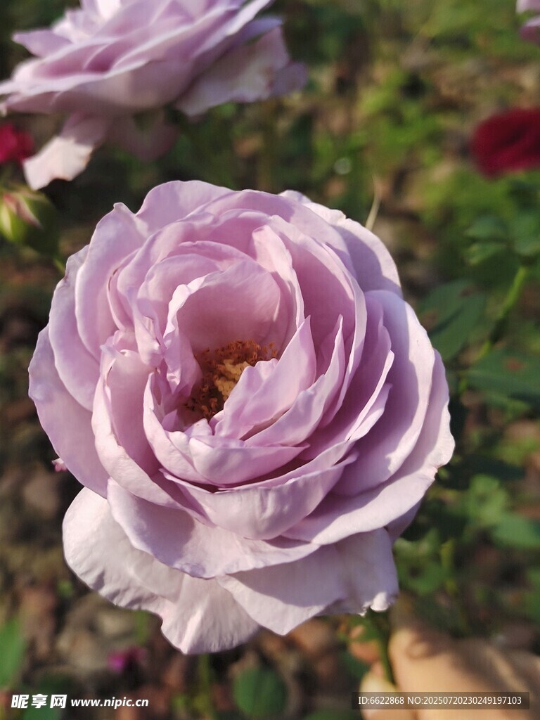 淡紫色優(yōu)雅綻放的月季花
