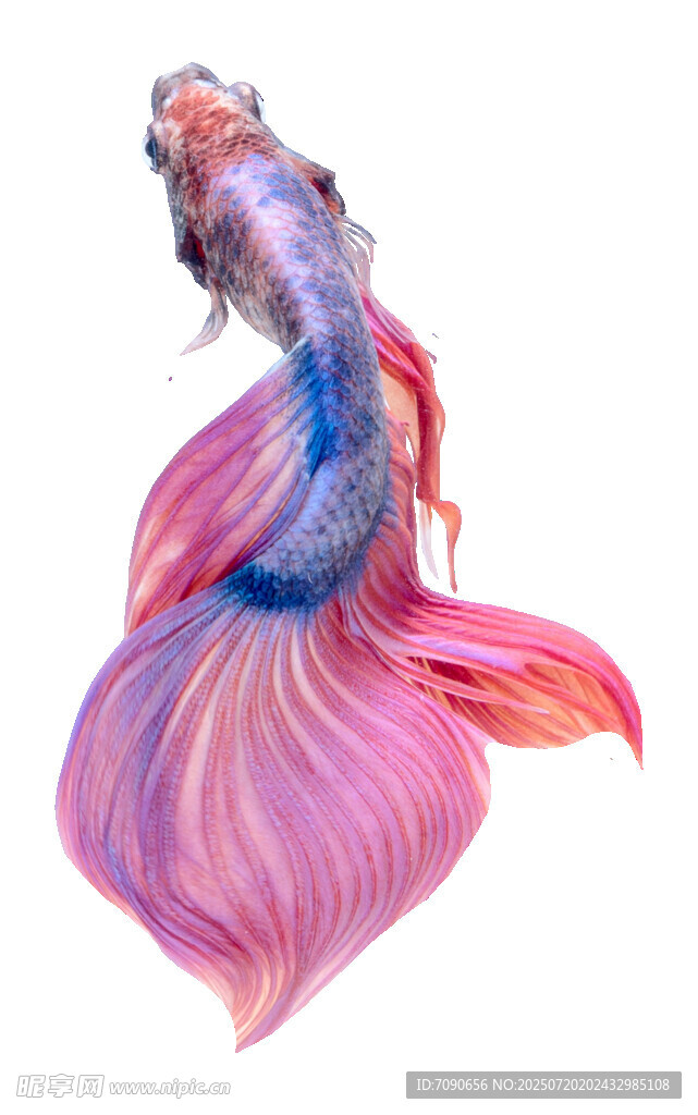 絢麗多彩的飄逸金魚(yú)