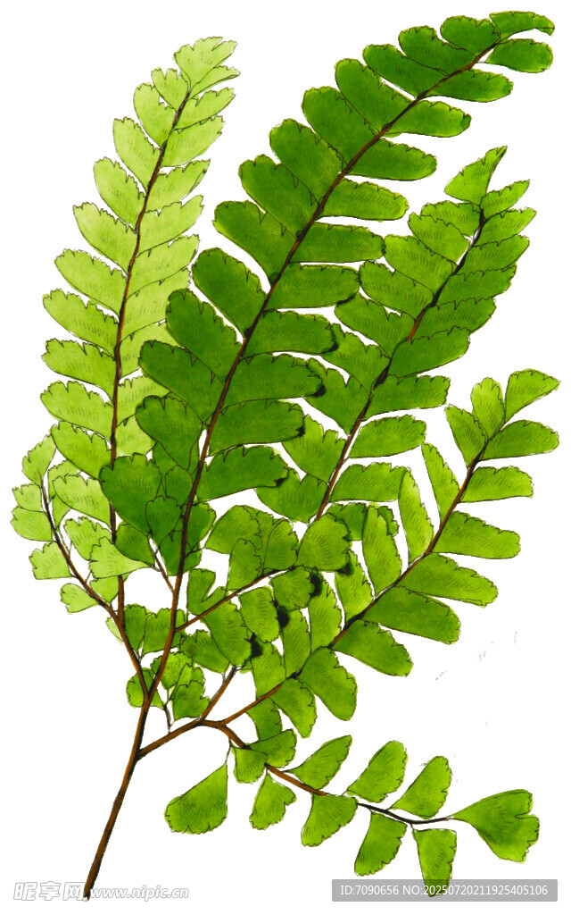 翠綠羽狀復(fù)葉植物枝條