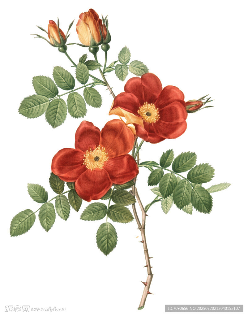 復(fù)古風(fēng)紅色薔薇花卉圖