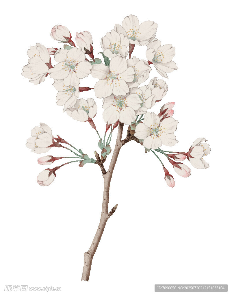 白色櫻花枝特寫(xiě)