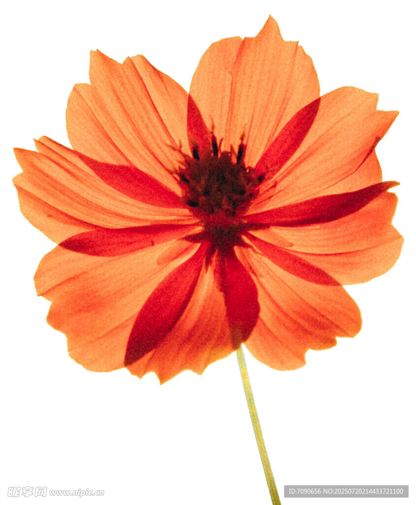 橙色波斯菊特寫(xiě)