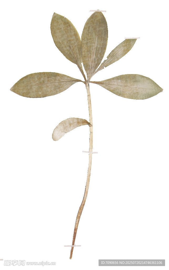 單株植物標本特寫
