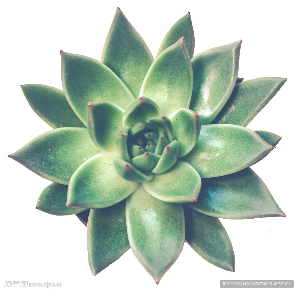 翠綠多肉植物特寫(xiě)