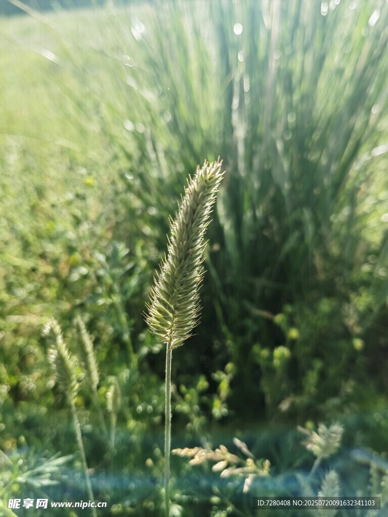 野外的一株獨(dú)特草類植物