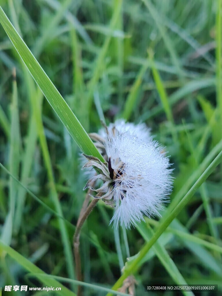 草叢中的白色蒲公英