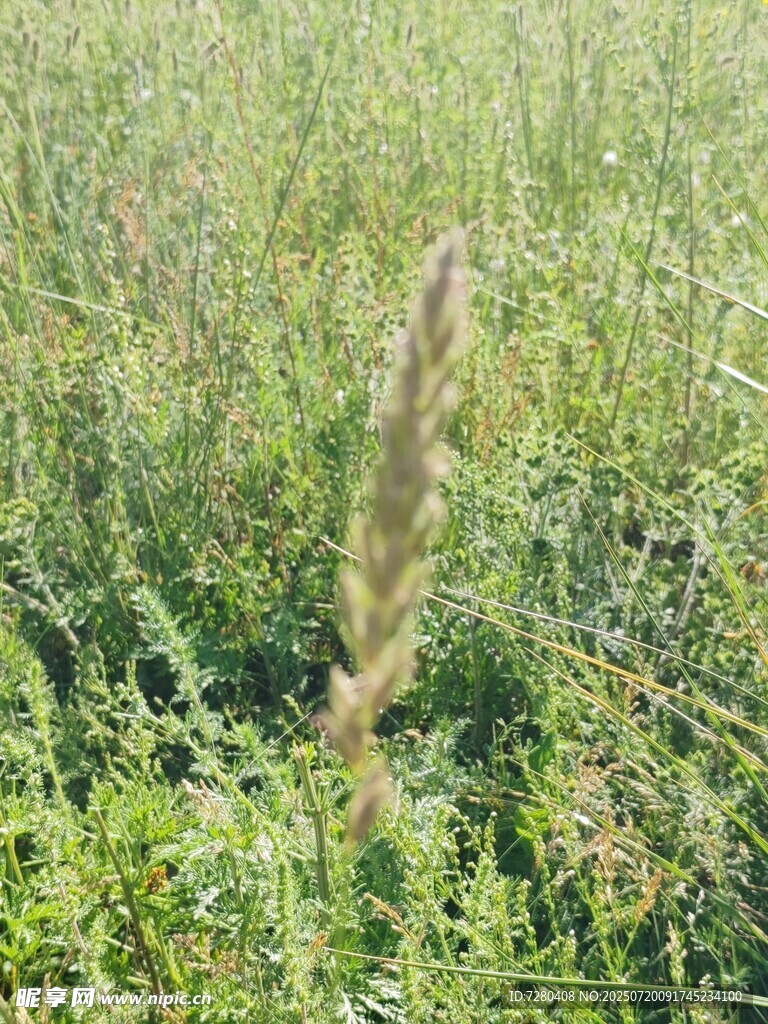 田野中的一株狗尾草