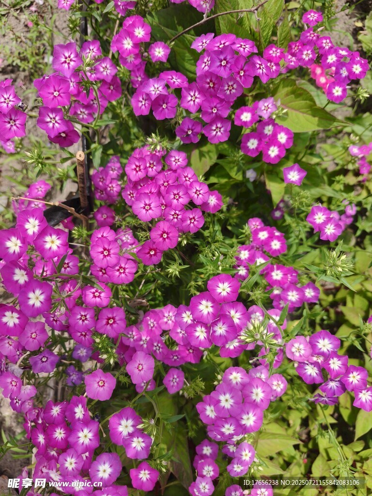 紫色小花綻放生機