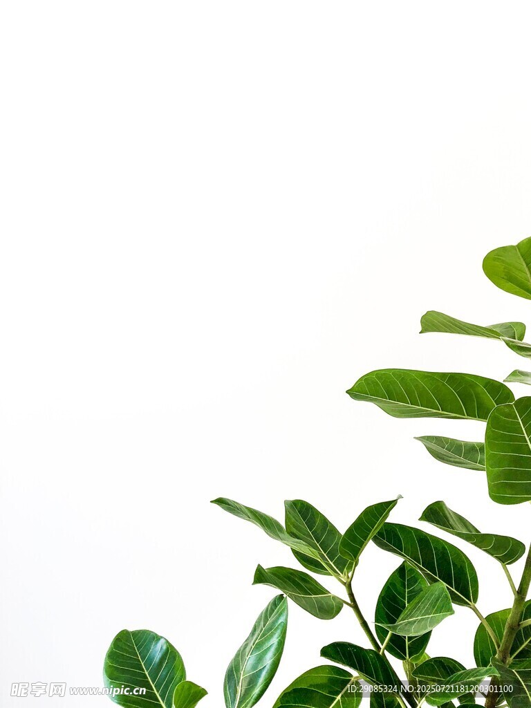 綠葉生機(jī)清新植物特寫(xiě)