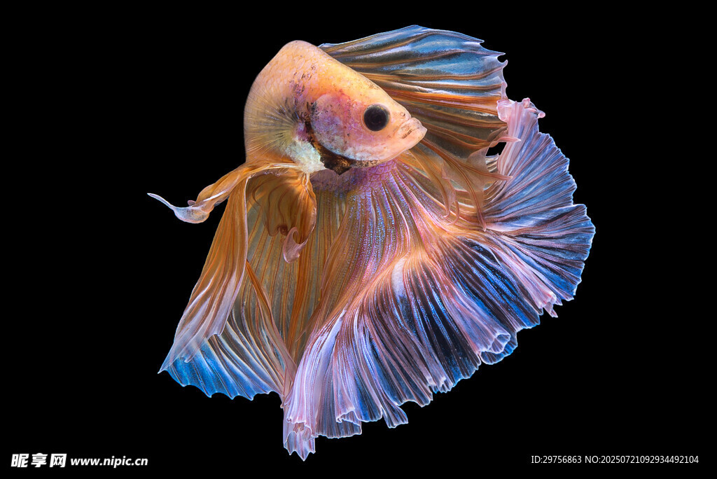 飄逸多姿的暹羅斗魚