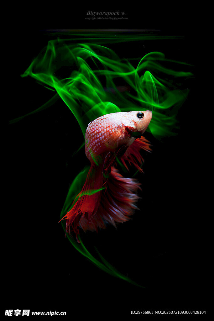 夢幻綠霧中的紅斗魚