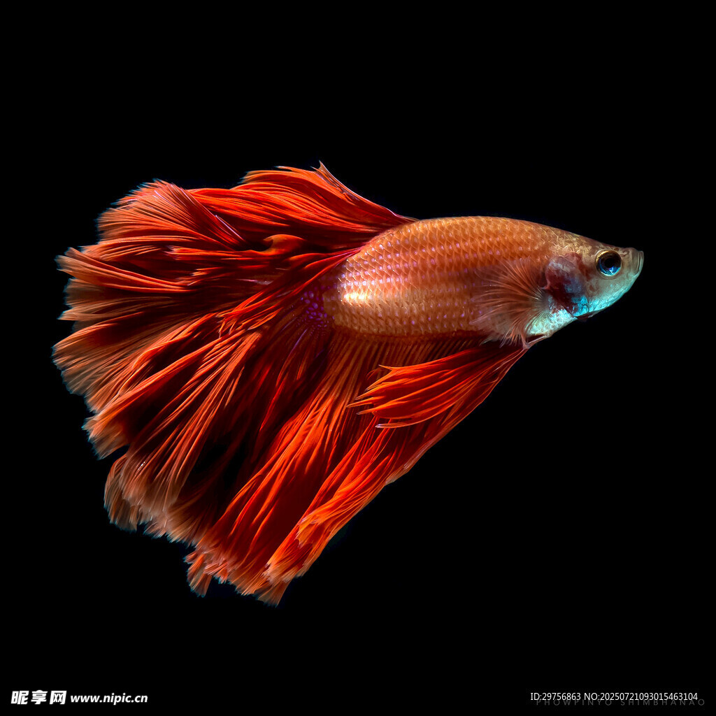 紅尾暹羅斗魚(yú)特寫(xiě)