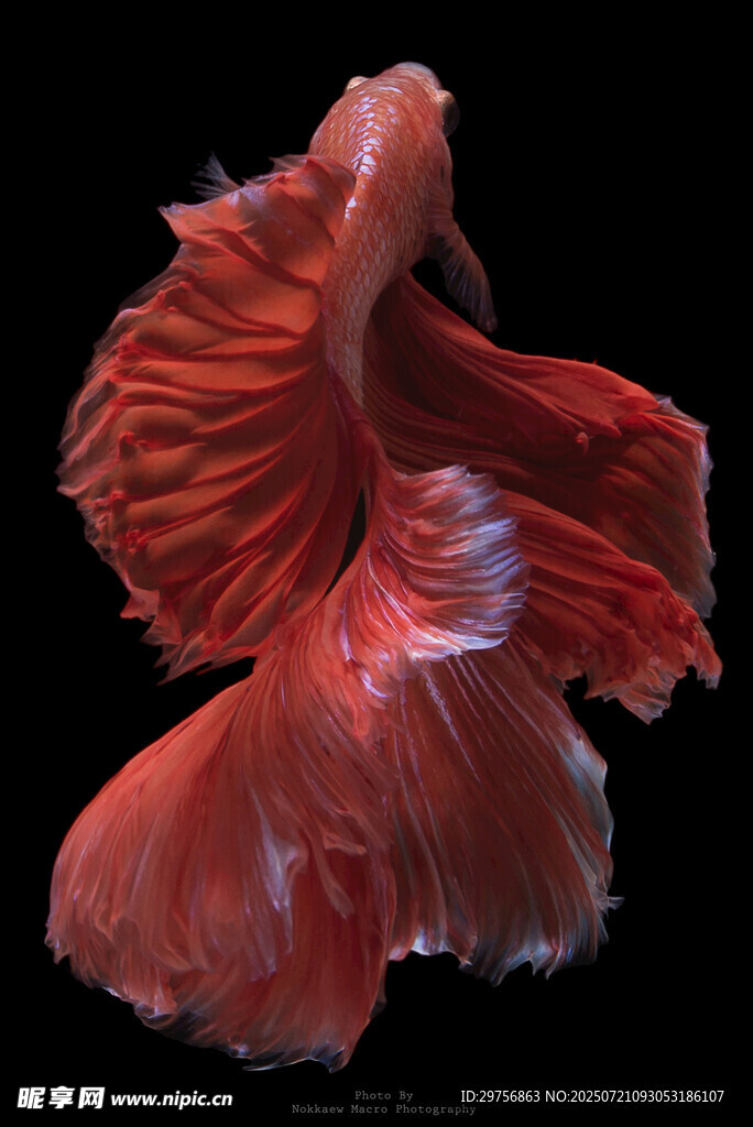 飄逸紅斗魚