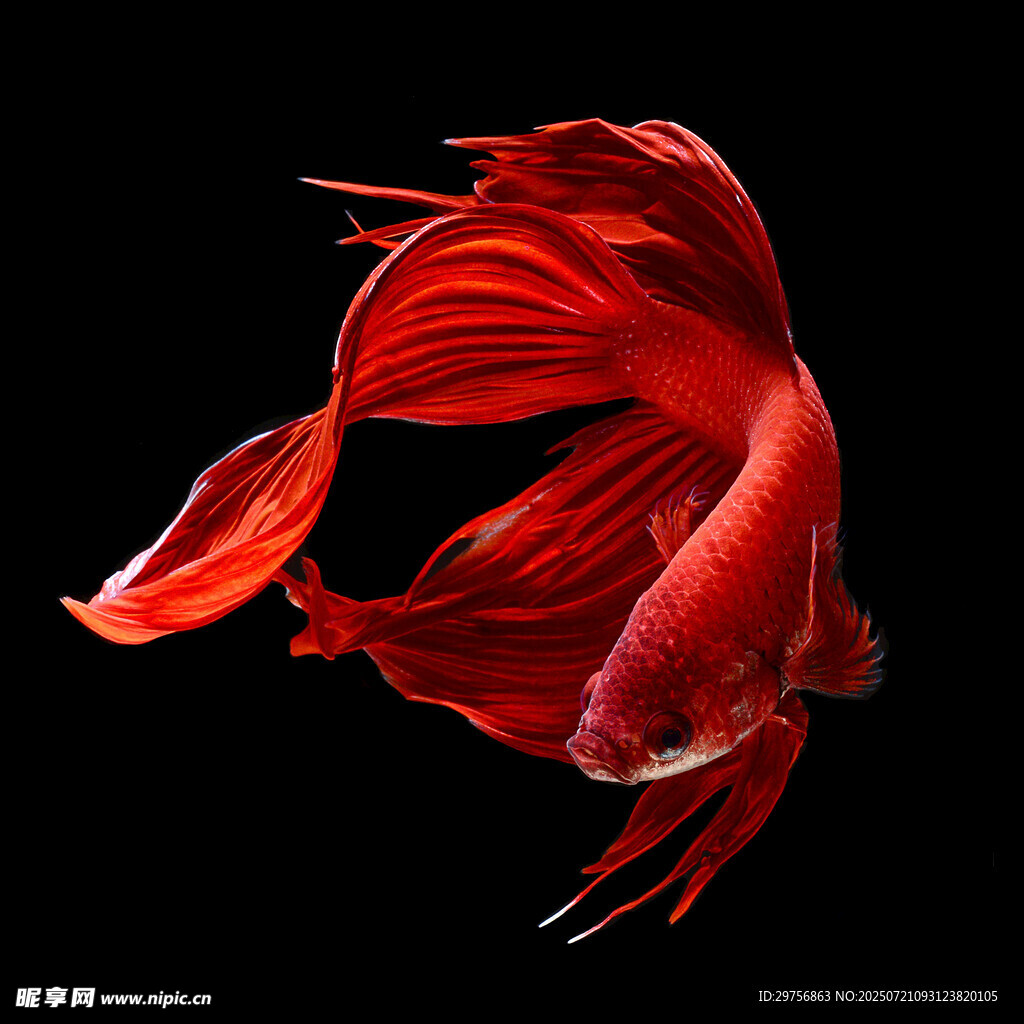 紅斗魚飄逸身姿特寫