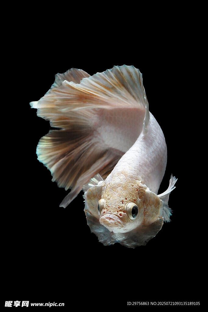 優(yōu)雅飄逸的暹羅斗魚
