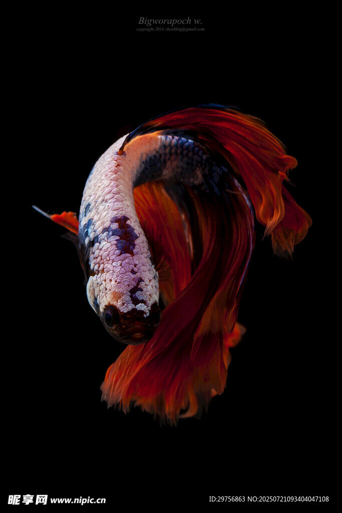 色彩絢麗的暹羅斗魚