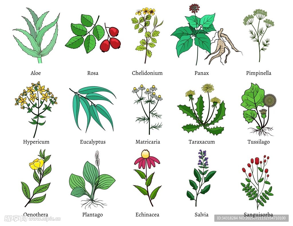 多樣植物插畫(huà)展示