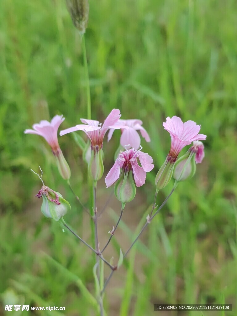 粉色小花綻放于草叢間