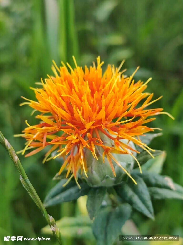 橙色薊花特寫