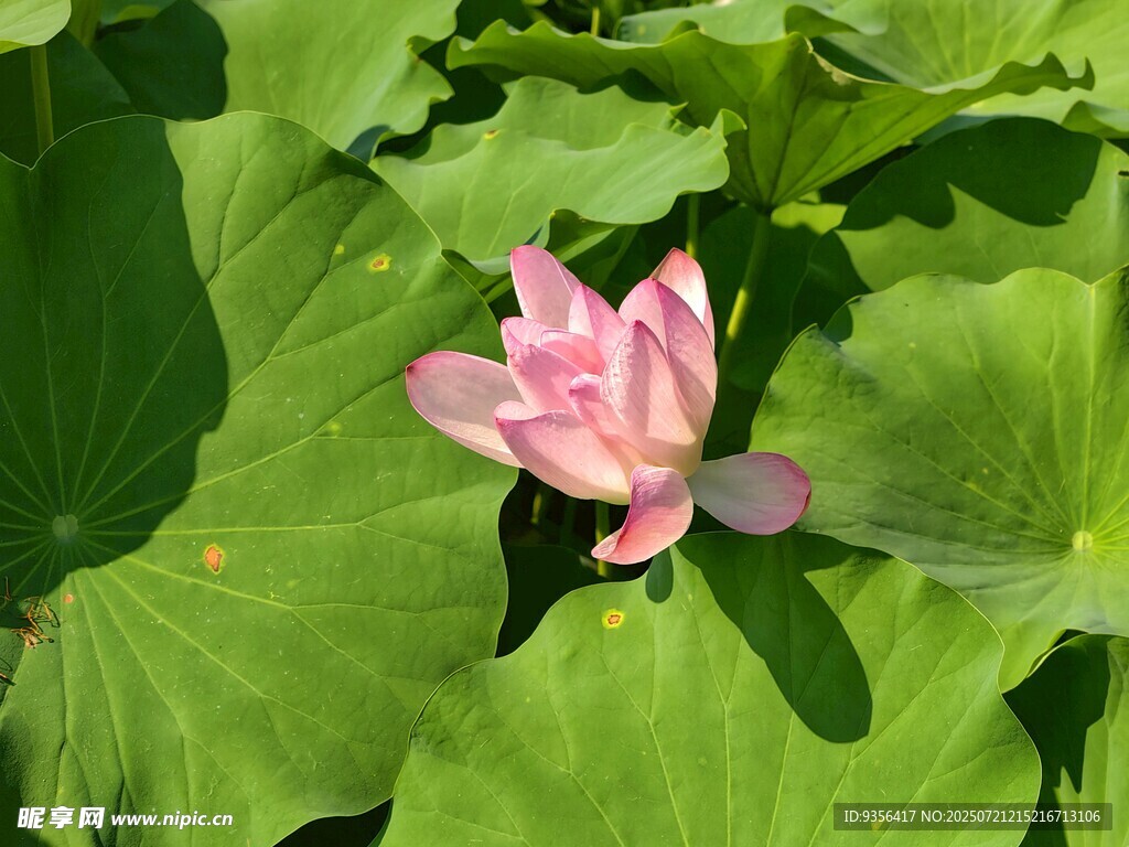荷花