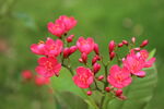 嬌艷紅花朵綻放于綠葉間