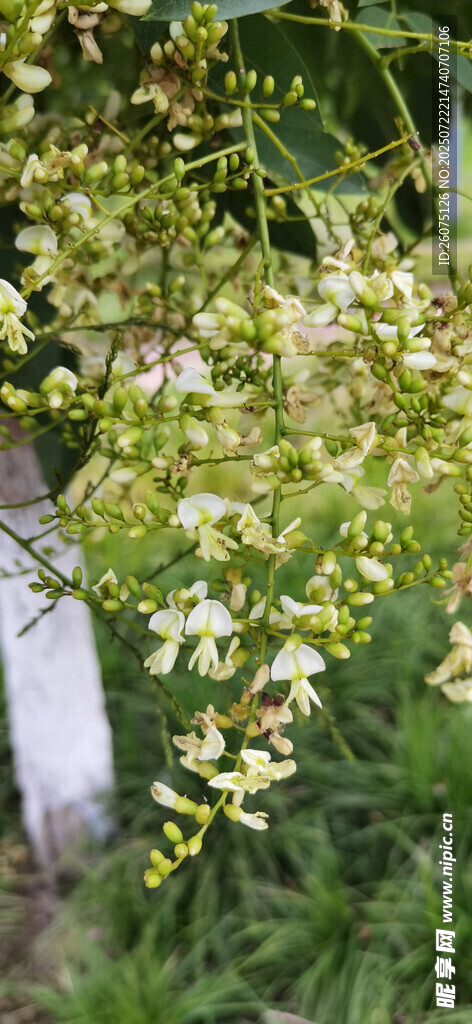 公園里的綠葉白花