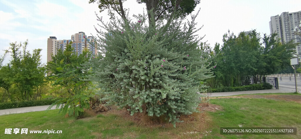 公園中的蔥郁銀葉樹木