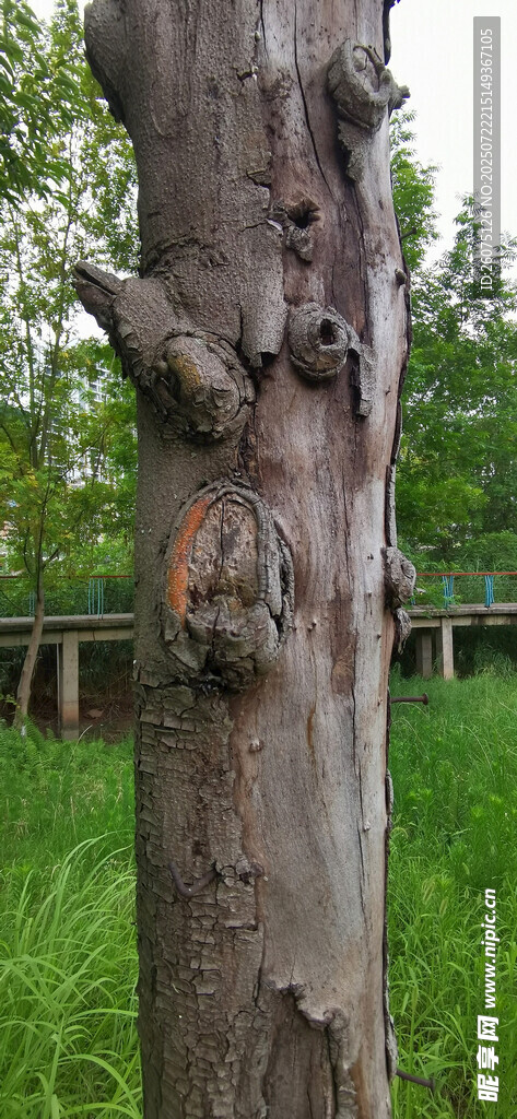 樹干上的神秘樹洞景觀